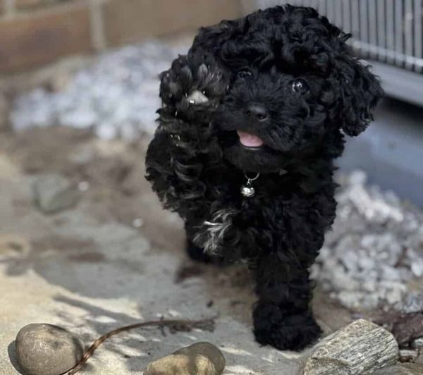 Who wants to be my new Mom or Dad