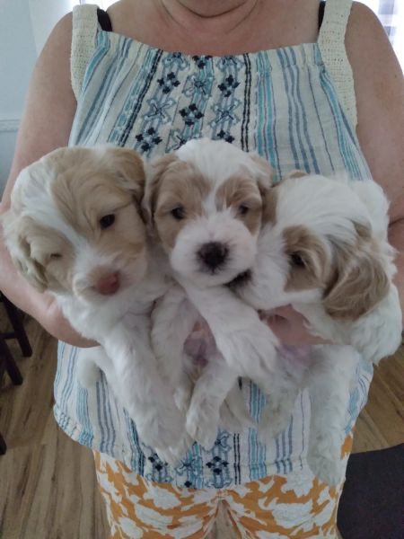 Havapoo puppies