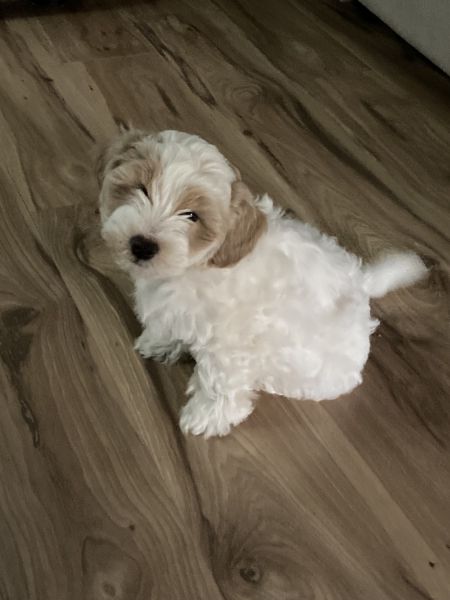 Havapoo two monts old puppy