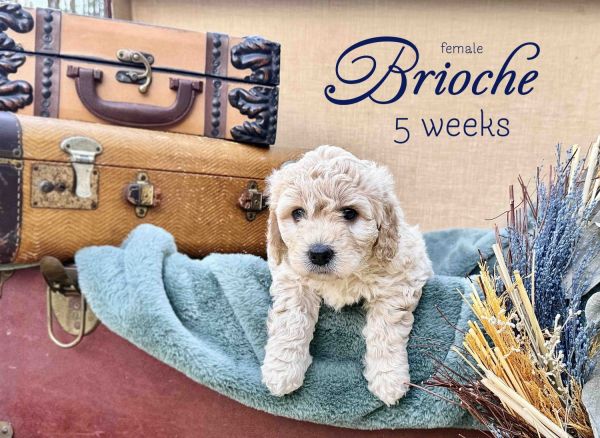 Brioche is a beautiful Havadoodle with a fun loving personality