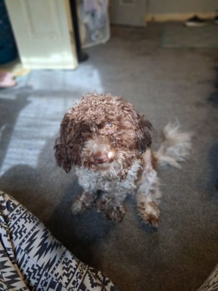 Havapoo! His name is Coco and im a great puppy.