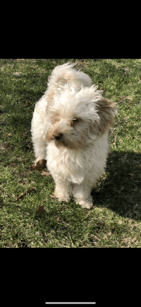 Hava poo dog for sale