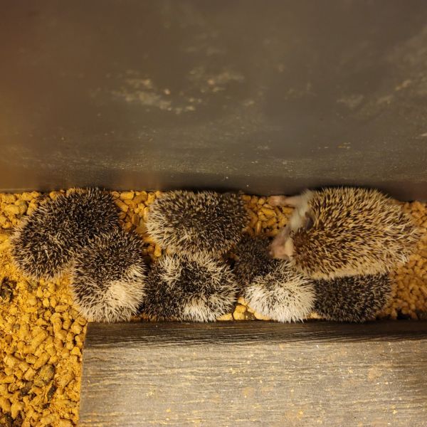 Hedgehog pups