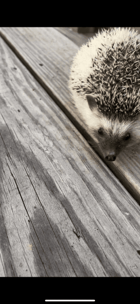 Girl hedgehog for sale