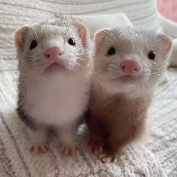 Cute Male & Female Hedgehog Available Now