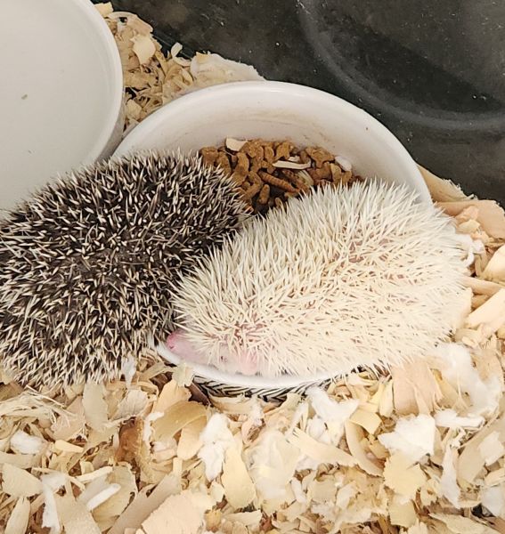 Hedgehog babies