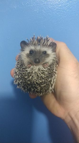 pygmy hedgehog