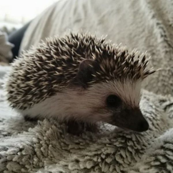 Friendly Hedgehog babies for sale (***) ***-***6