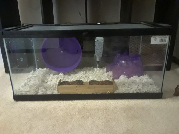 AFRICAN PYGMY HEDGEHOG FOR SALE