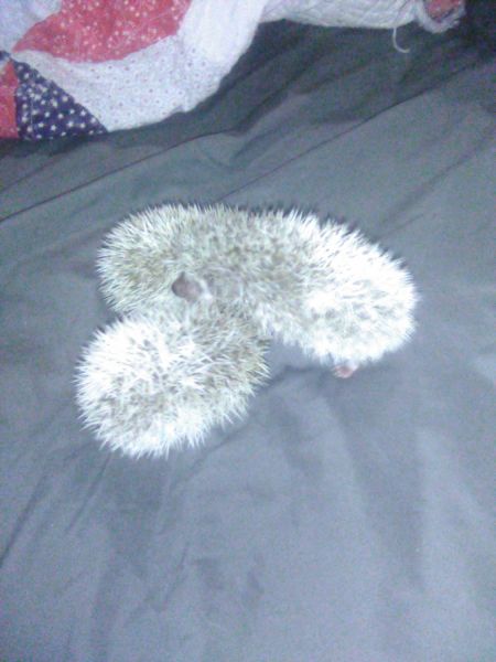 2 females and 1 male hedgehogs . they love to be held and loved on.