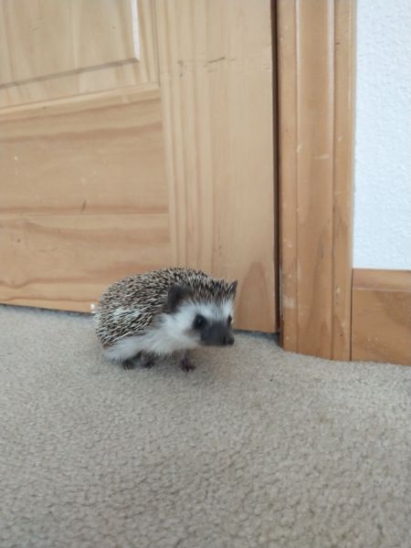Barry the hedgehog
