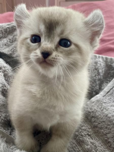 Beautiful Hibernian Snow Lynx kittens ready for Easter