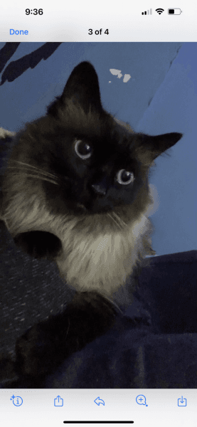 1 year old male Himalayan