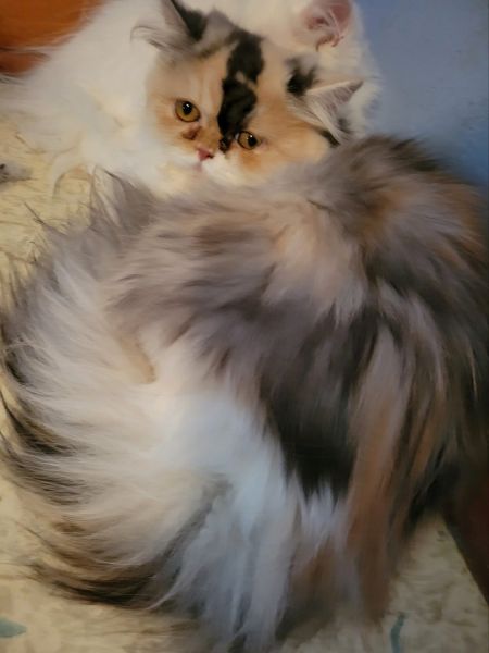 Persian older kittens Himalayan males souix falls