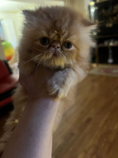 Three exotic kitties