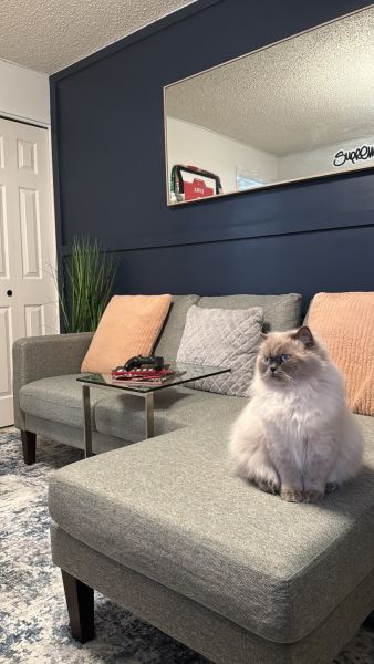 2 year old pure bread Himalayan