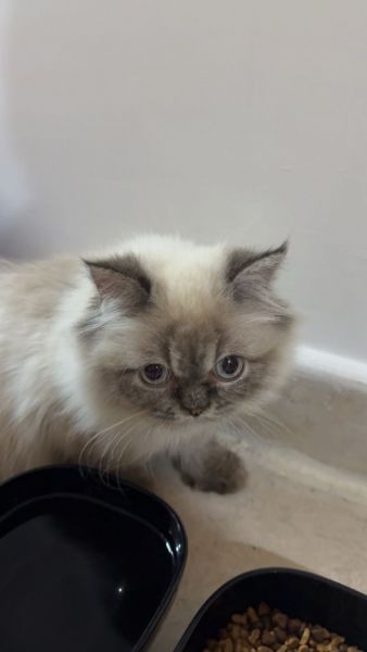 3-Month-Old Siamese Kitten – Playful & Healthy