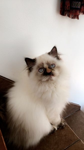 Himalayan Kitten