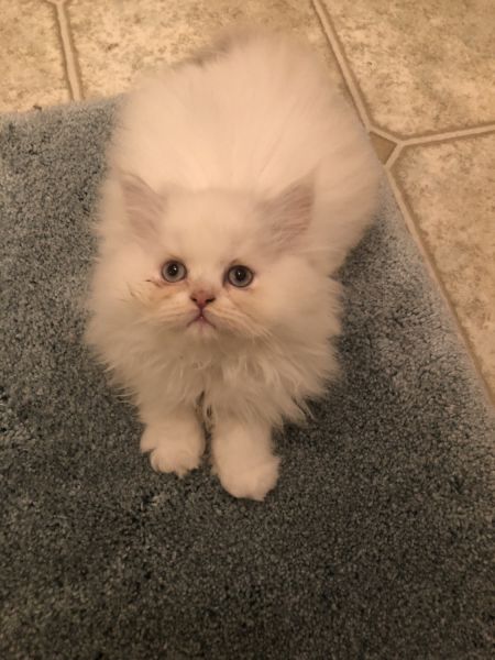Himalayan kitten