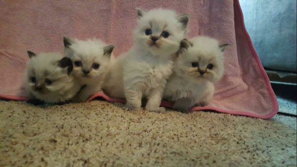 Beautiful Himalayan kittens