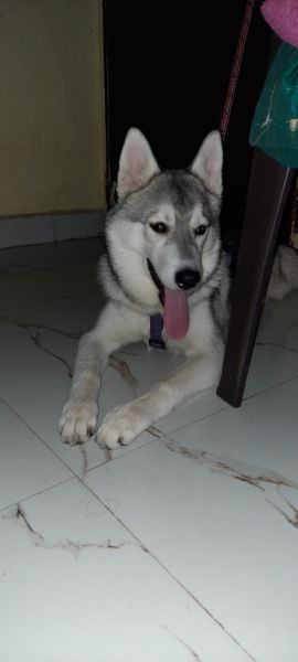 Husky 7 months old female
