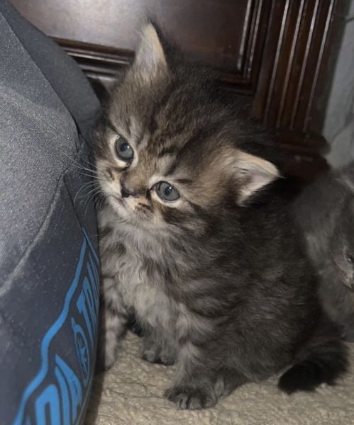Three exotic Himalayan -Persian kittens