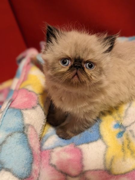 CFA registered Seal Point Himalayan kittens