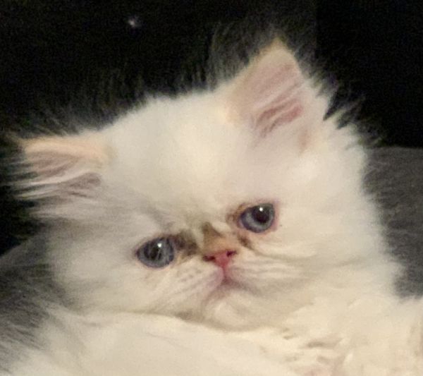 Exotic Short Hair Himalayan Persian Flame Point