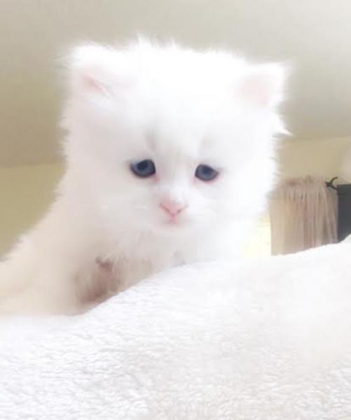 Himalayan Persian Kittens Looking For New Home