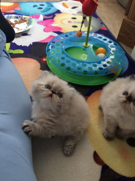 CFA Seal Lynx Point male