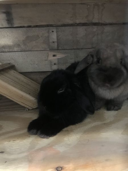 2 rabbits and cage