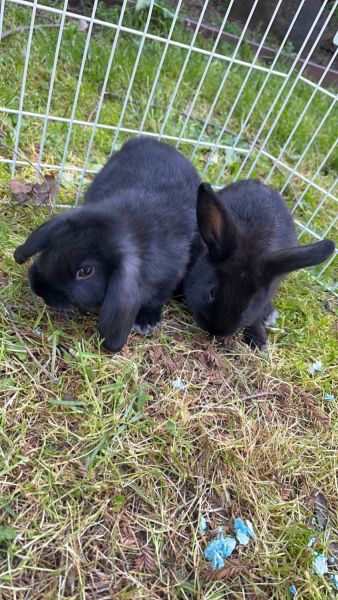 2 holland lop bunnies