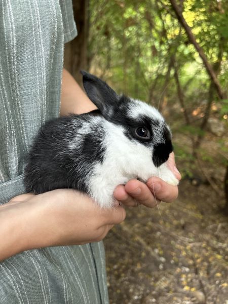 Holland Lop Buck For Sale