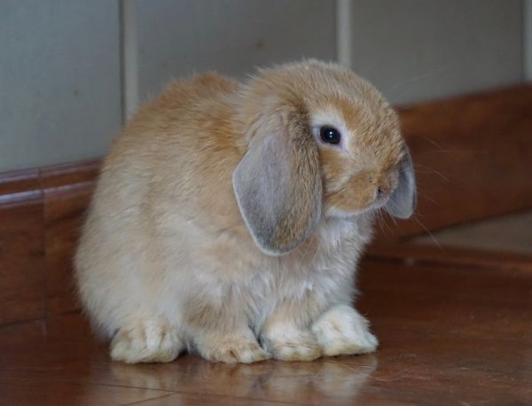 Holland Lop Bunnies