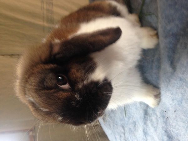 Holland Lop Doe