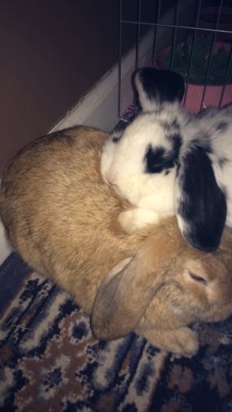 Holland Lops For Sale!