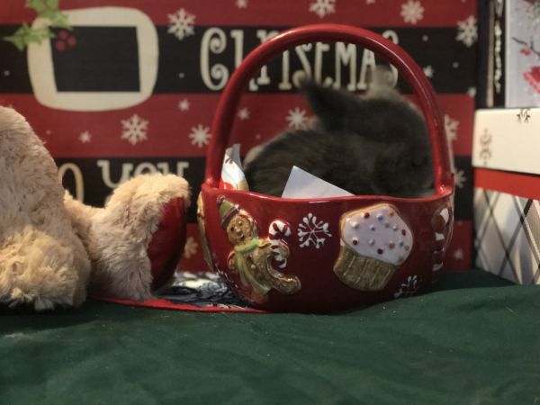 Bonnie’s Bunny’s rabbitry