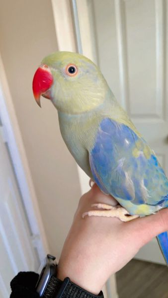 Indian ring neck for sale