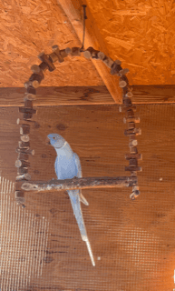 Pair of Indian Ringnecks