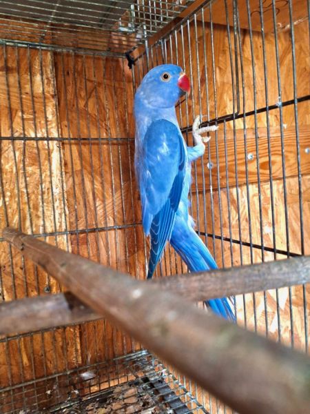 Violet color indian ring neck fenales for sale