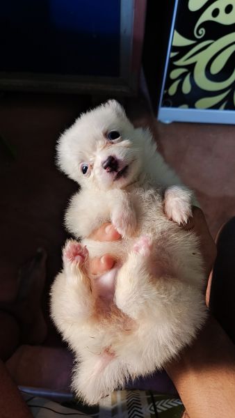 He is really very cute. Finding a good owner for him