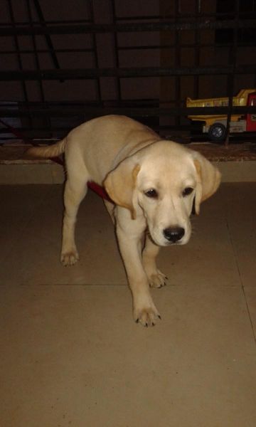 labrador for sell in Chiplun, maharashtra