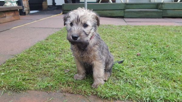 Soft Coated Irish Wheaten Terrier Pups For Sale