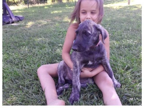 Adorable male and female Irish Wolfhound