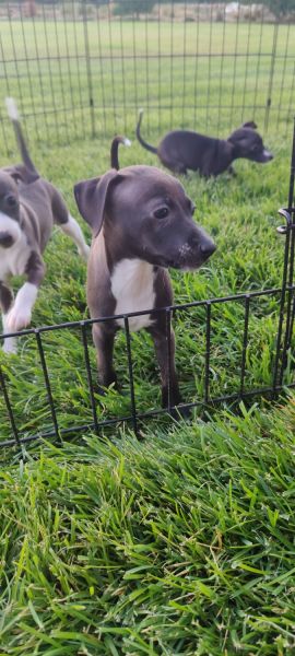 Italian Greyhound Puppies