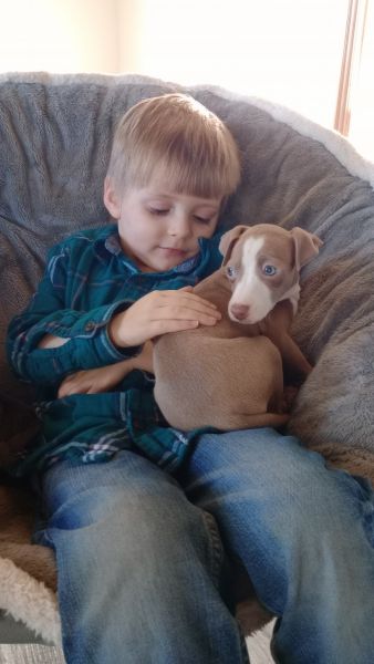 Female Italian Greyhound