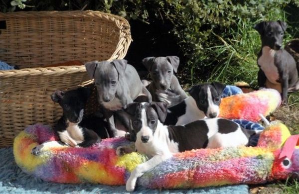 Kc Reg Italian Greyhound Puppies