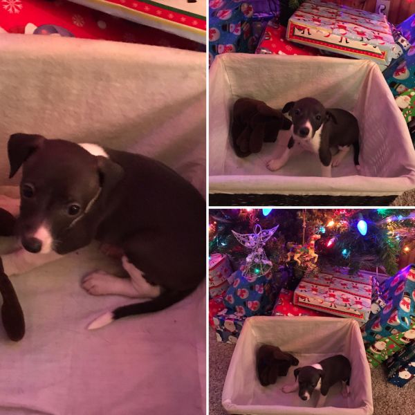 2 Italian Greyhound Boys