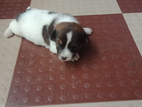 Jack Russell terrier