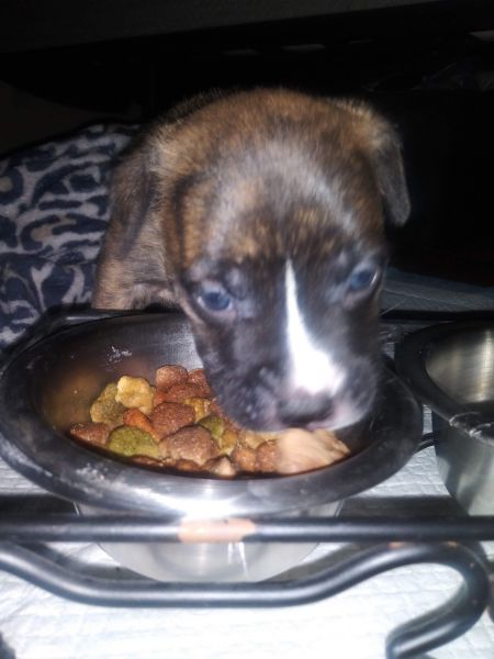 Pupper wants to wove you